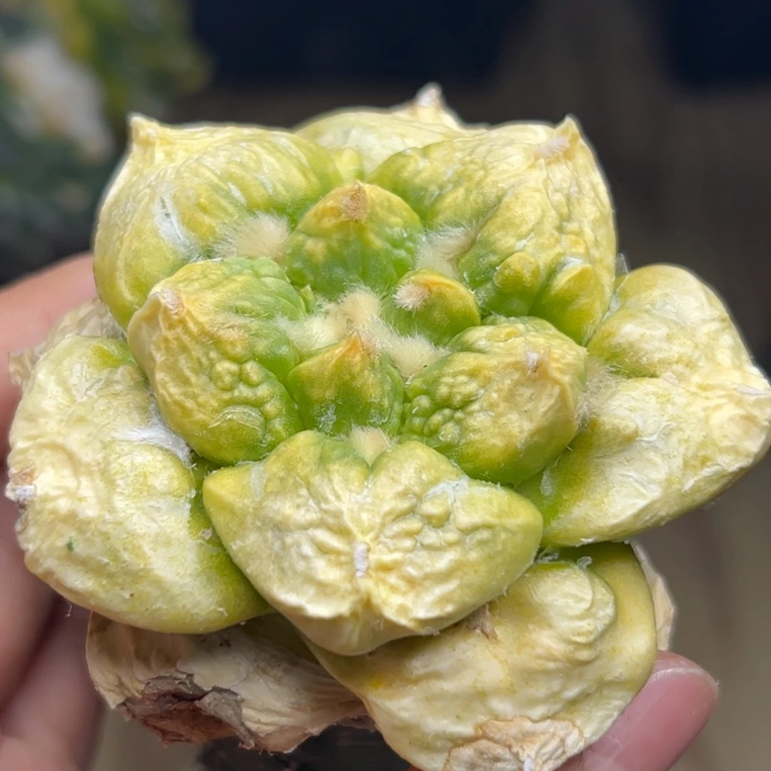 门***钓629 袖蒲嫁接仙人球