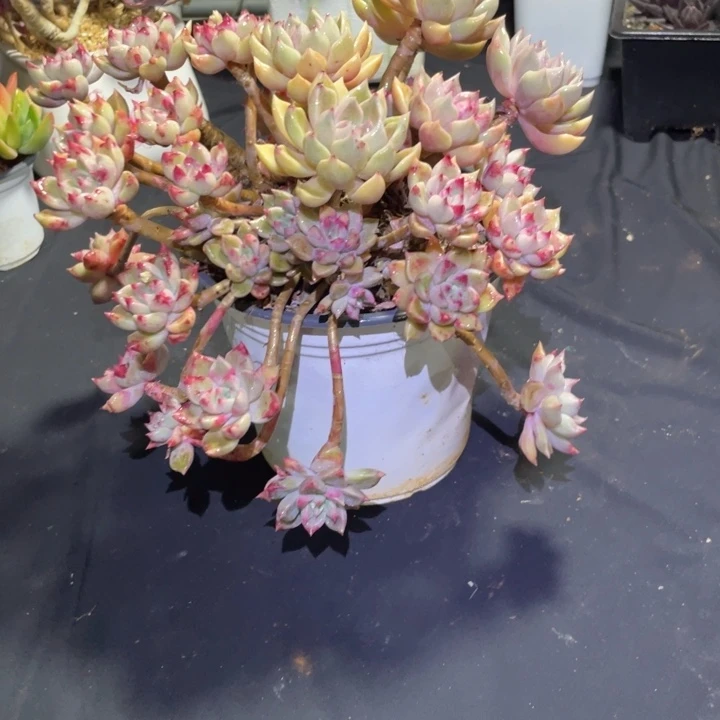 心***琴油漆桶多肉一物一拍