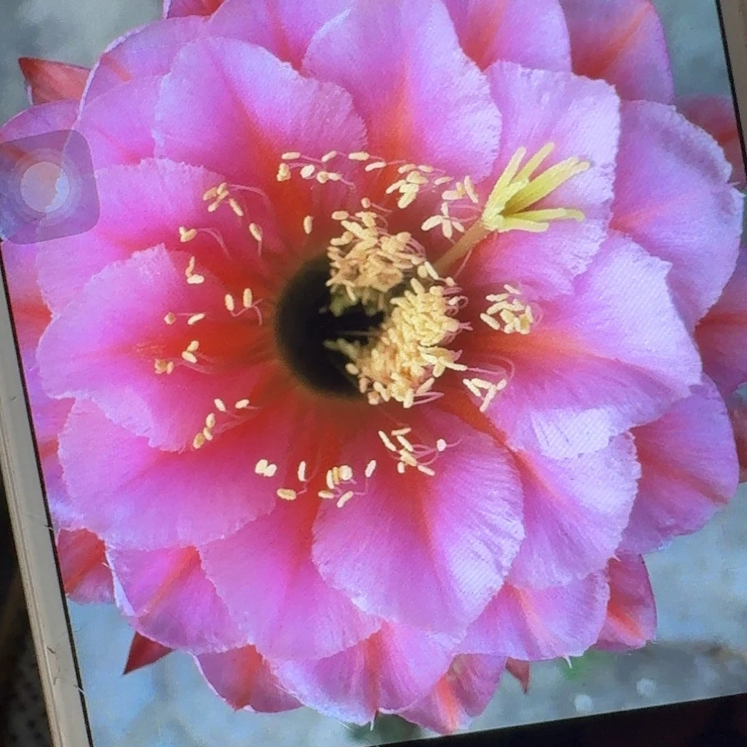 花季少女侧芽5公分左右毛花柱