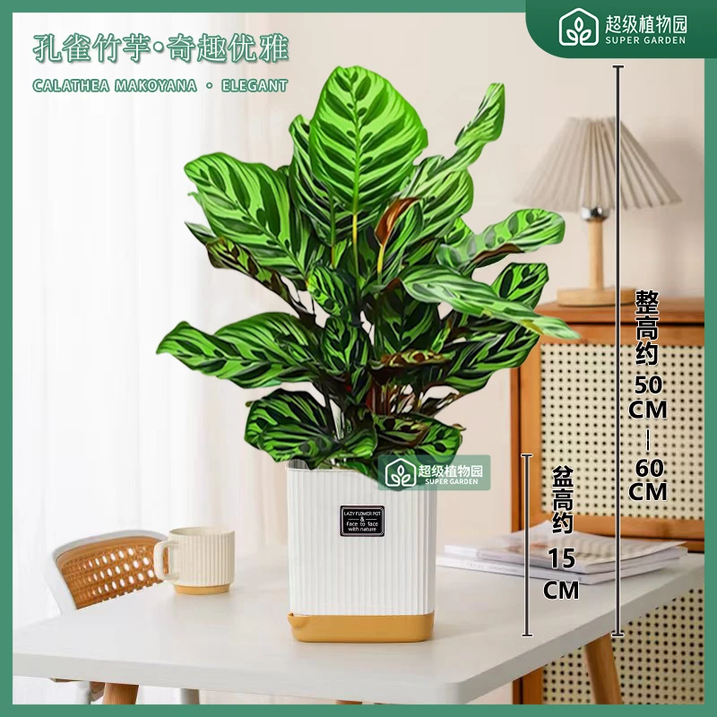 孔雀彩叶竹芋盆栽室内绿植净化空气办公室客厅盆栽好养活四季常青
