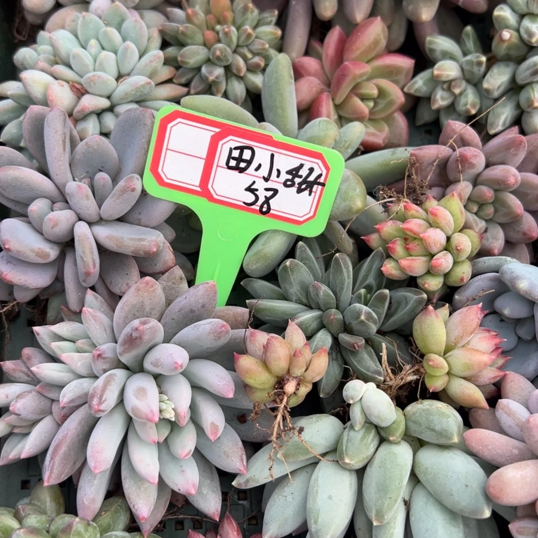 田***甜田小甜58？