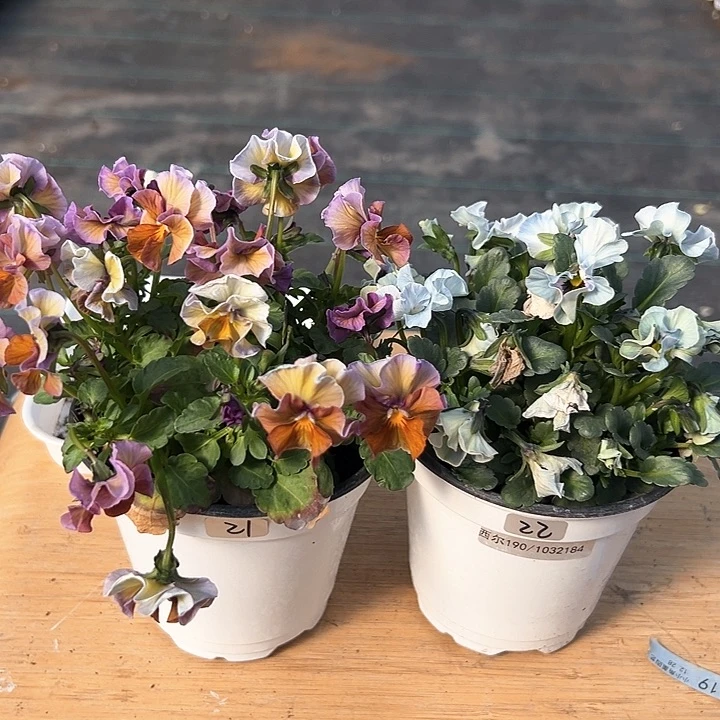 红陶抖音直播闪拍21-22