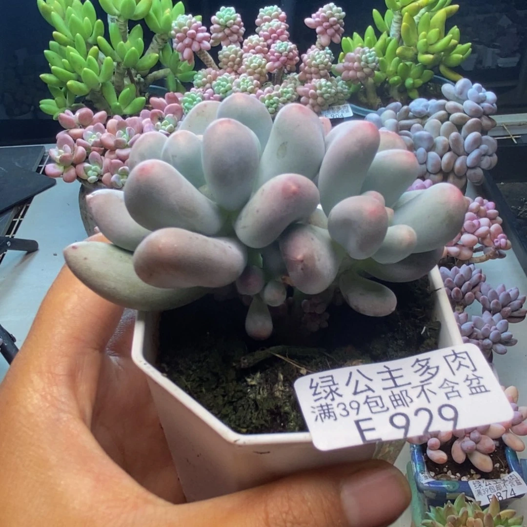 929米可奶多肉6c m