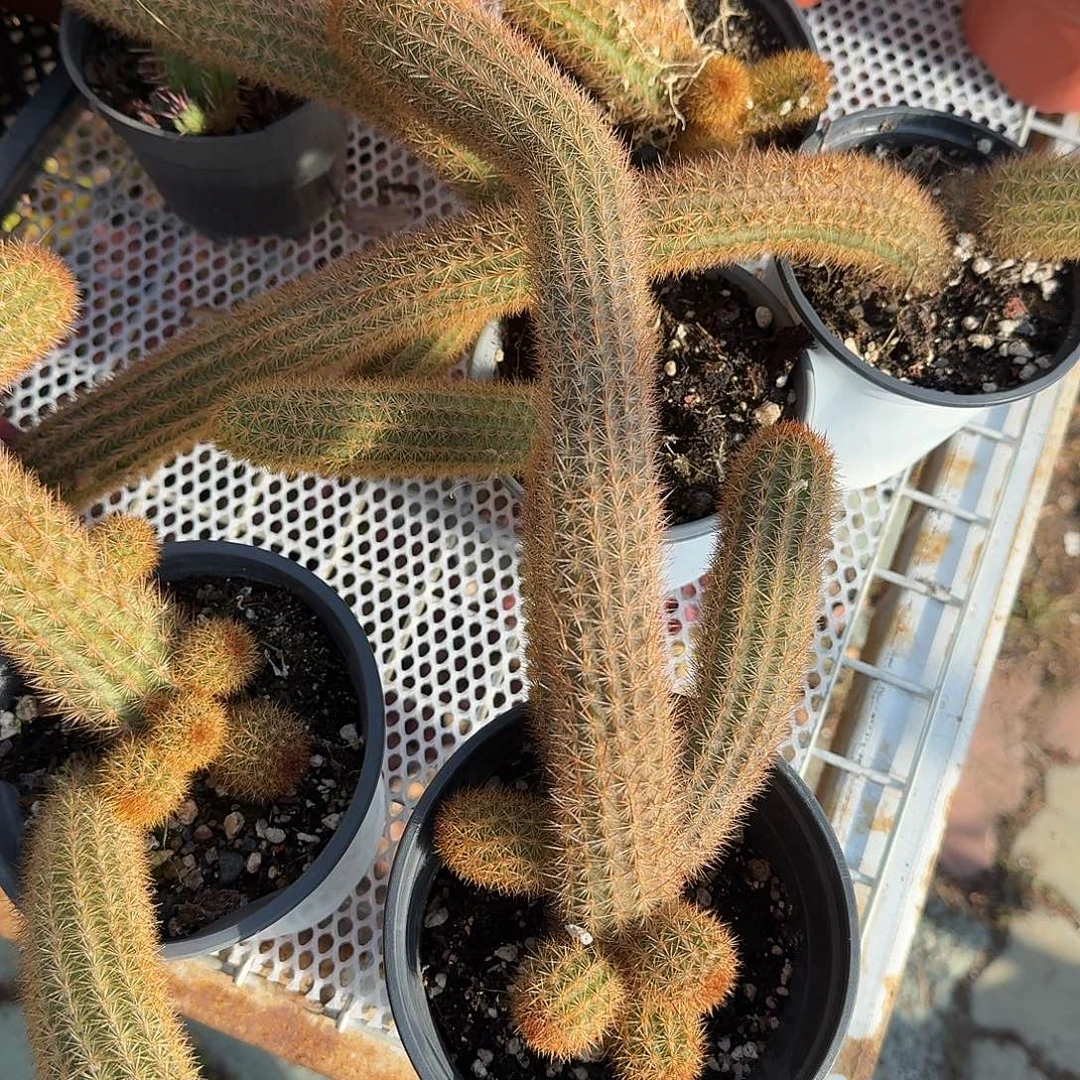 金牛多肉以后精品