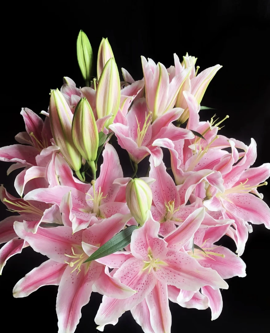 【索尔帮香水百合】【叁叁专属】粉色百合鲜切按花苞发货 基地直发