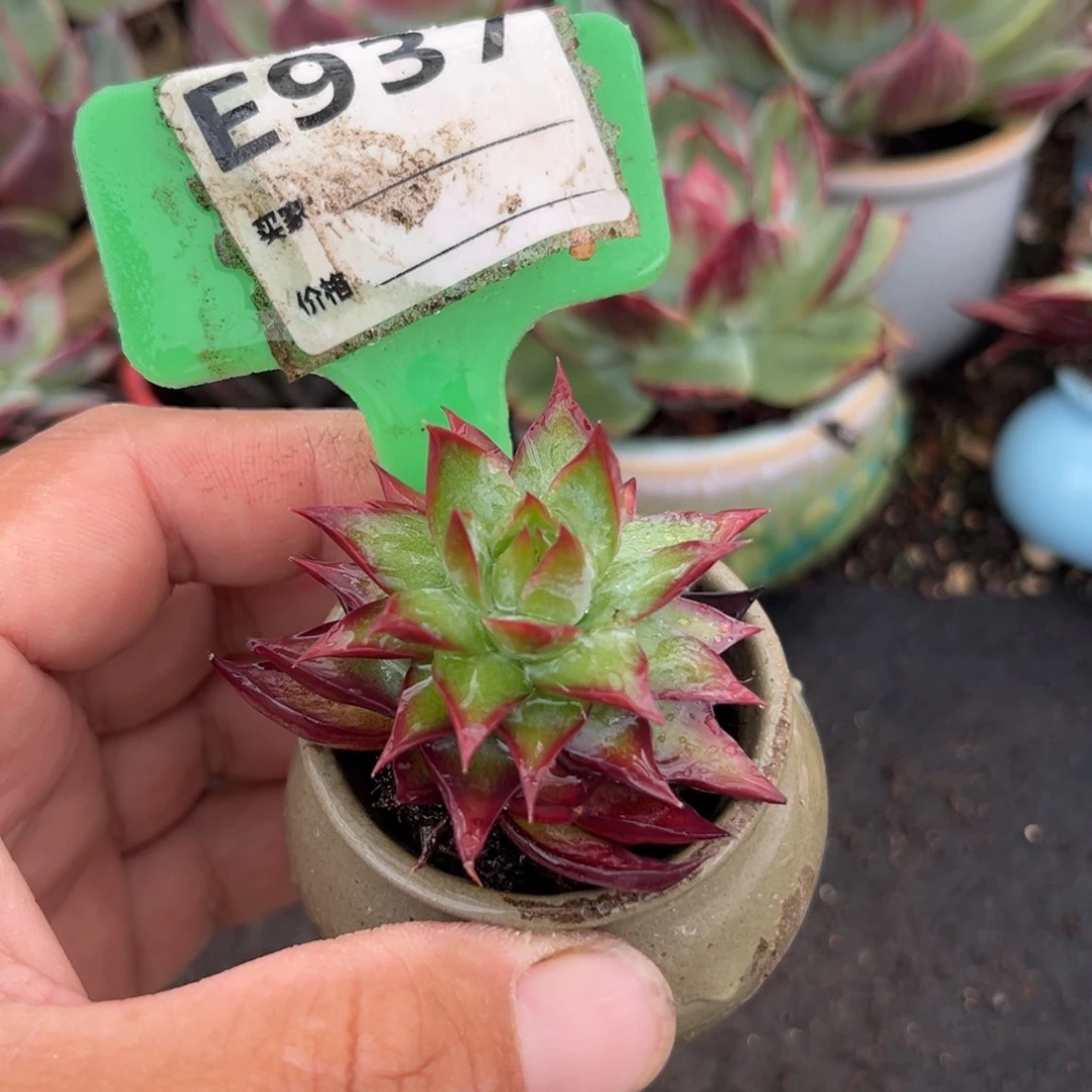 惊鸿一瞥多肉植物937