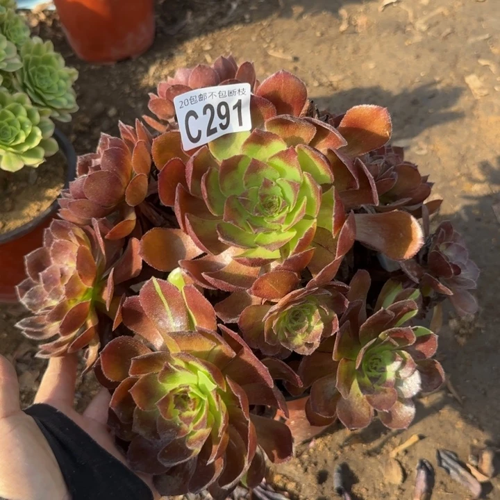 黑寡妇……多肉植物……