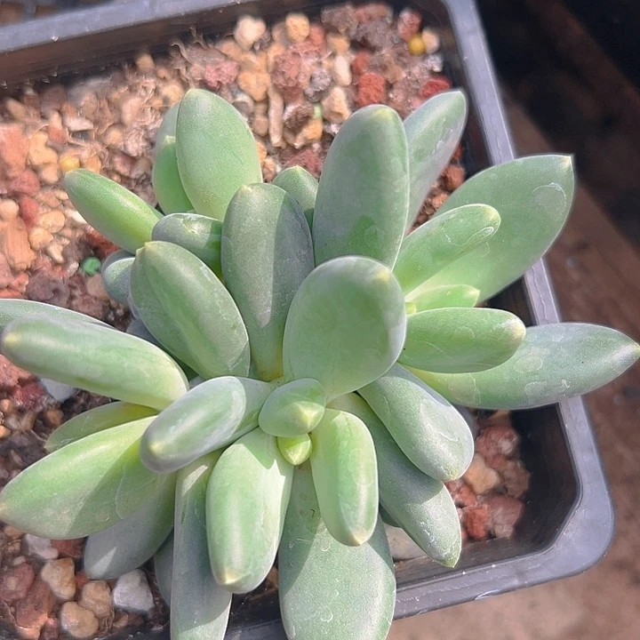 X系列美人一物一拍特