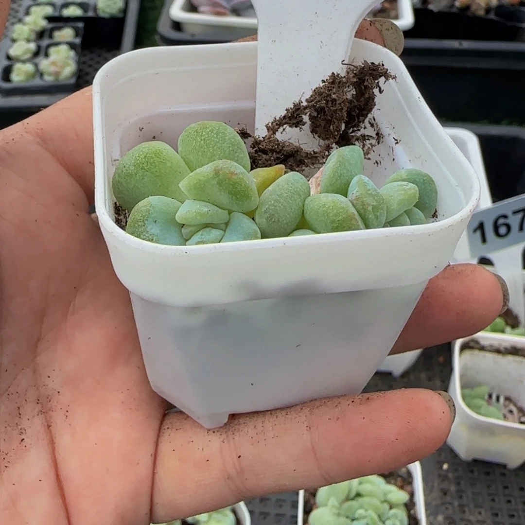 Y***～271 一物一拍特价福利
