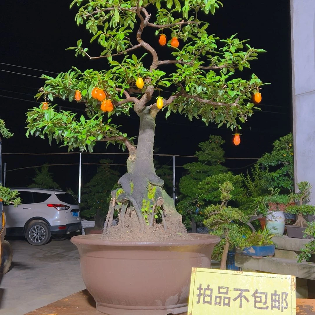 无花朵嫁接金弹子