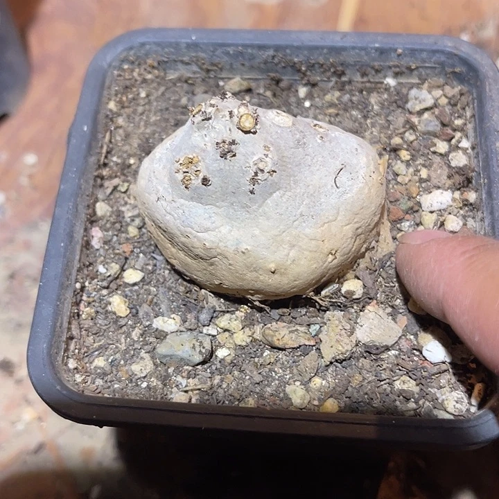 满38包邮2天凑单，脱土晾根发货多肉植物断崖香妃