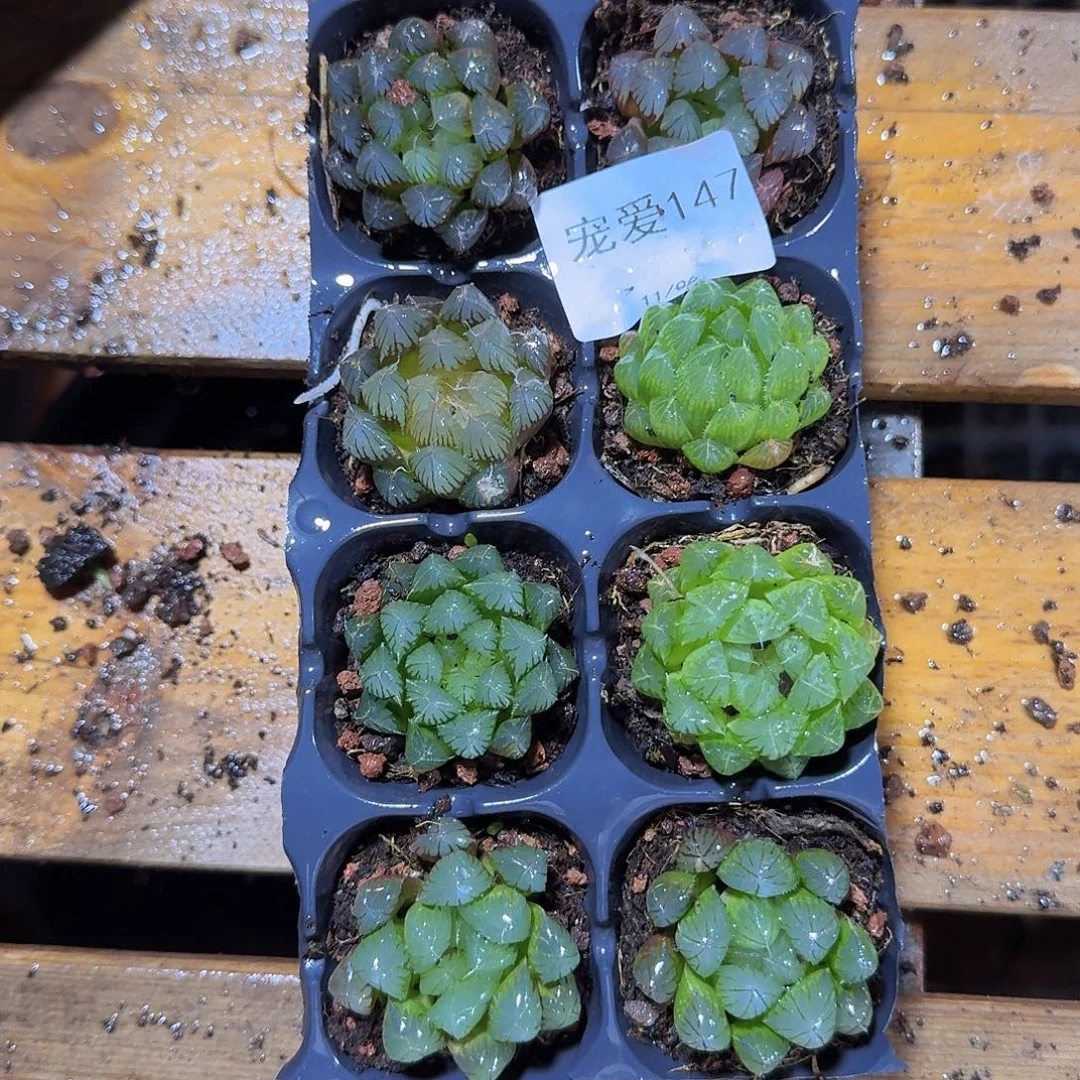 直播福利一物一拍147