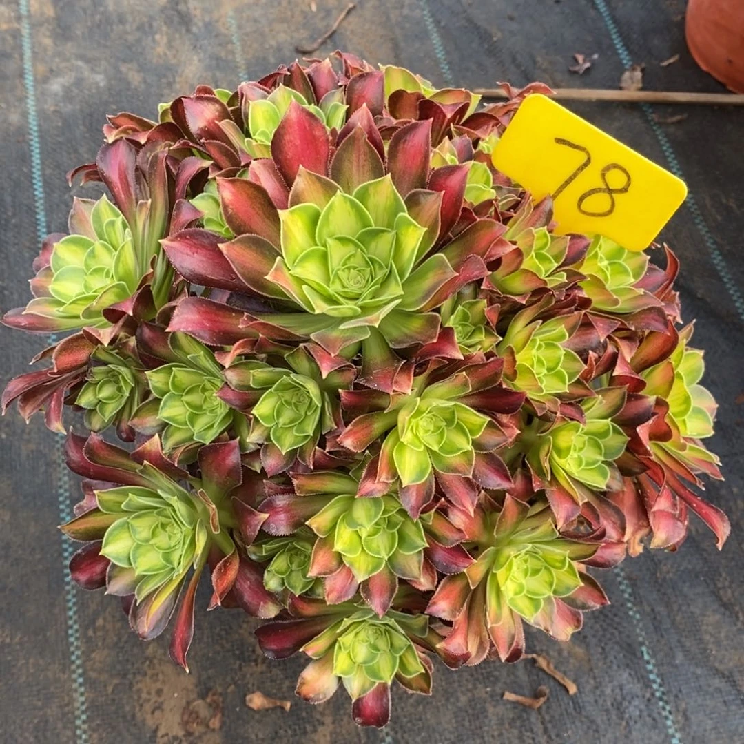 78韶华一物一拍多肉