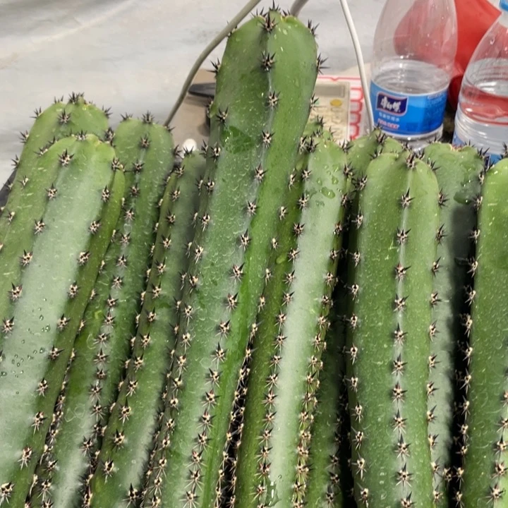 黑刺袖铺实生一代侧芽4.88