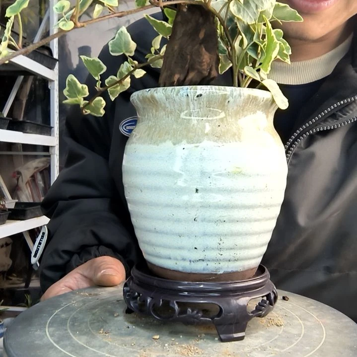 黄**帆小盆景小植物一物一拍91