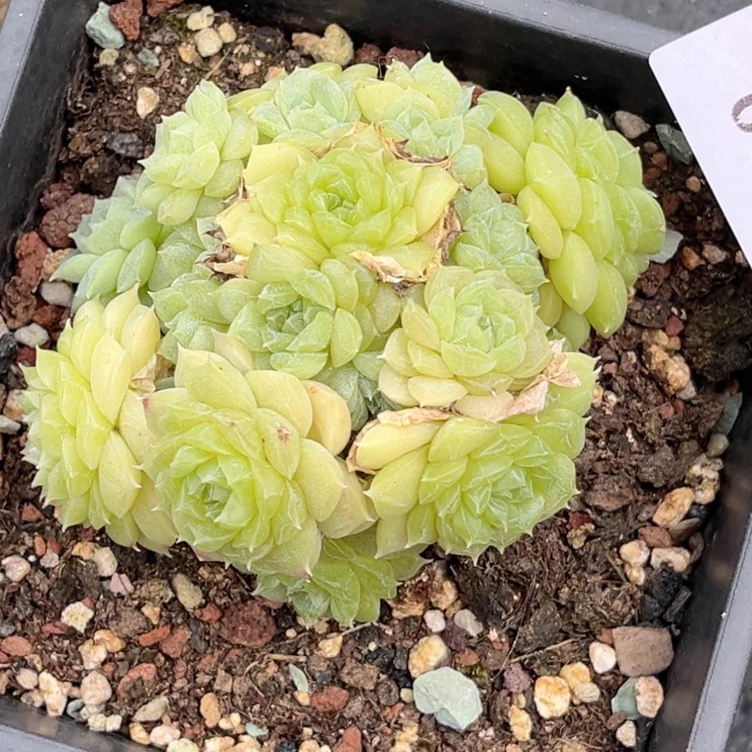 v***啾034多肉多肉多肉多