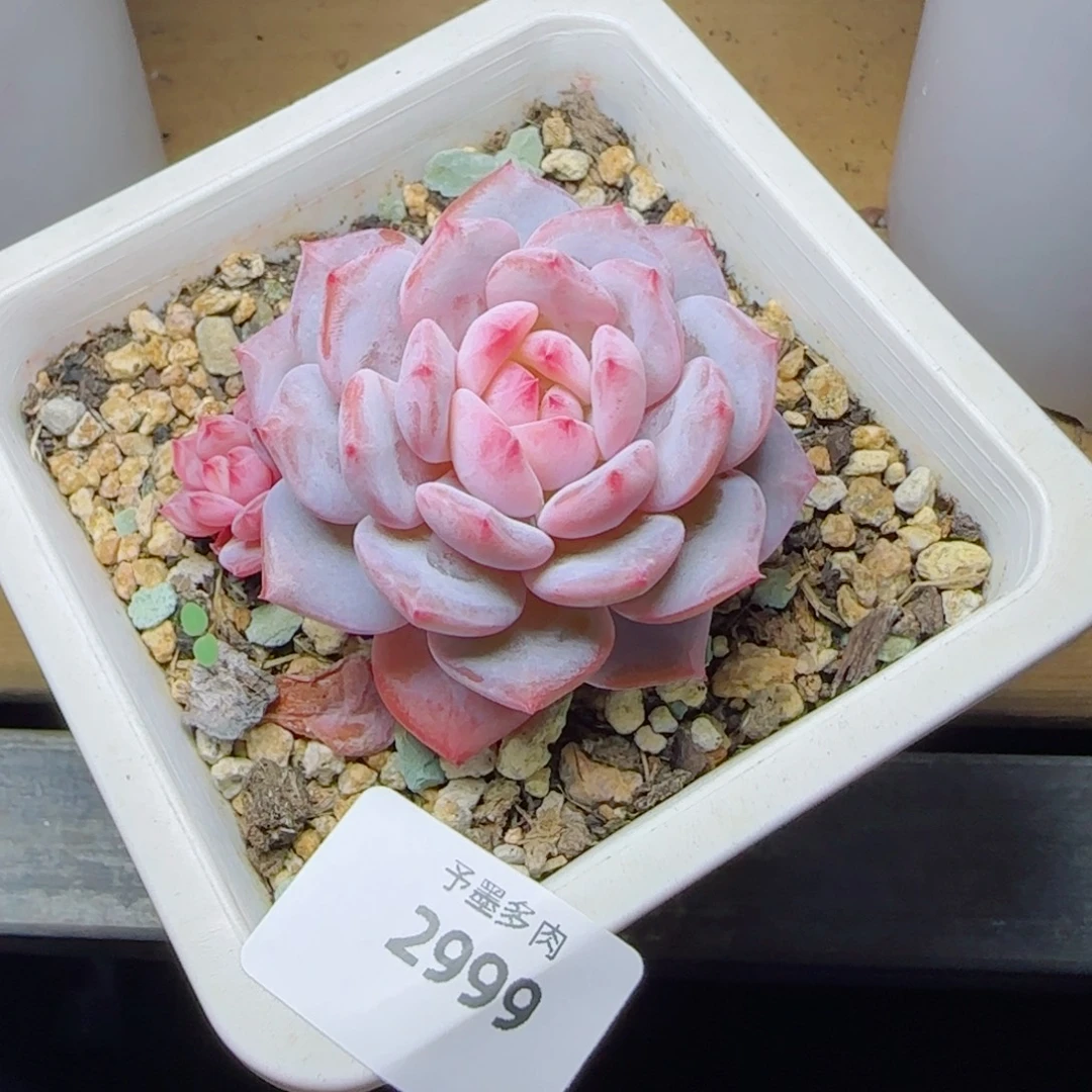 星星橙，2999多肉植物
