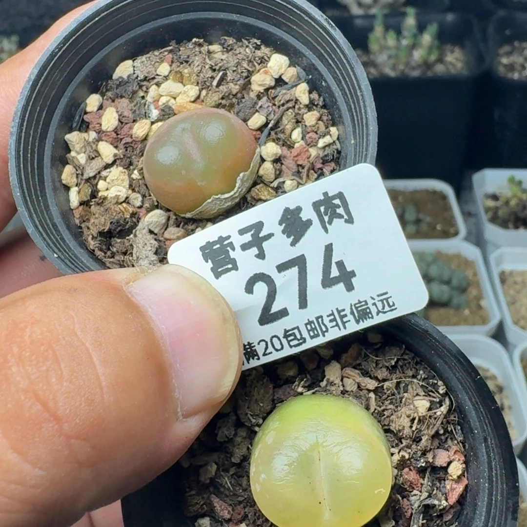 带盆土。