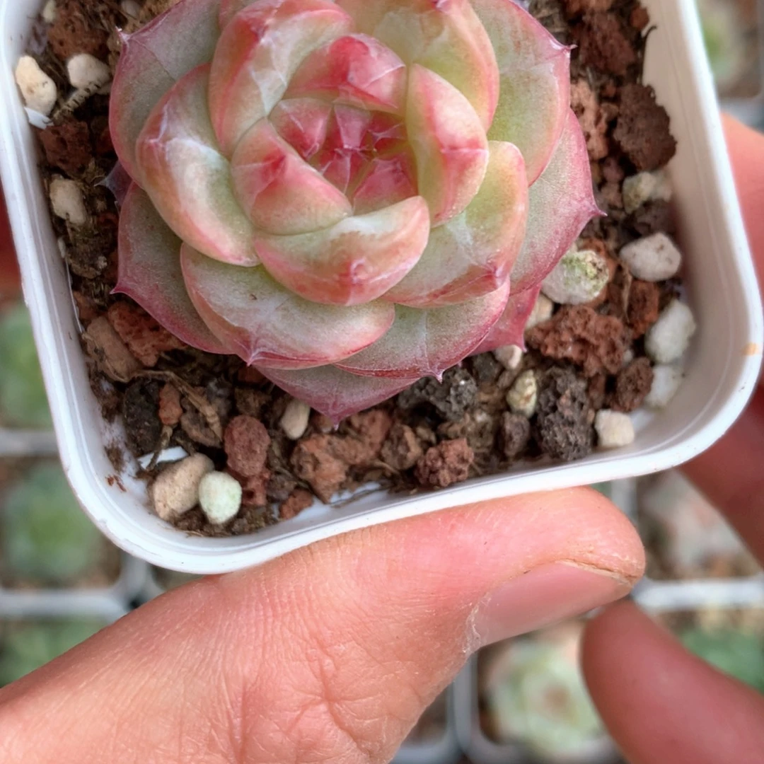 红色包子。      14号