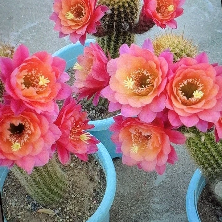 时光侧芽高7公分金妞