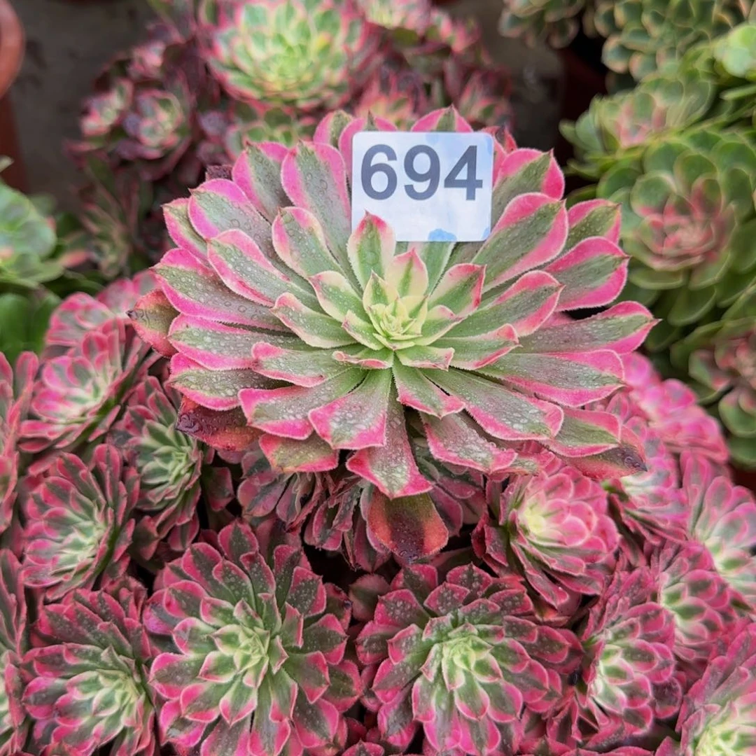 青***杨铜壶锦694