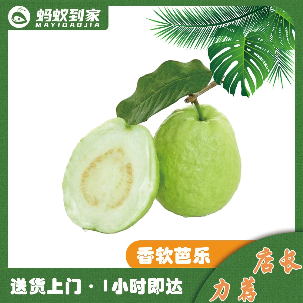 香软芭乐  一箱约6个