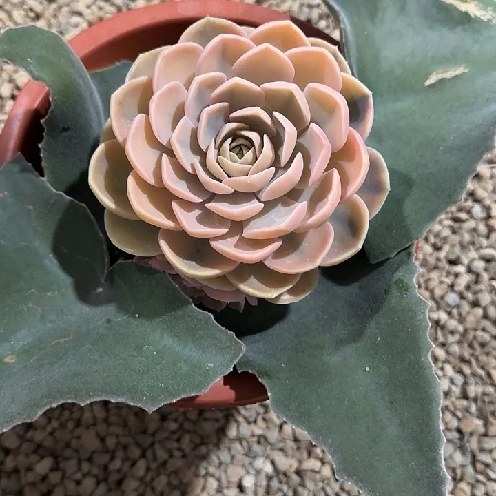 大***溪汉堡锦多肉植物嫁接