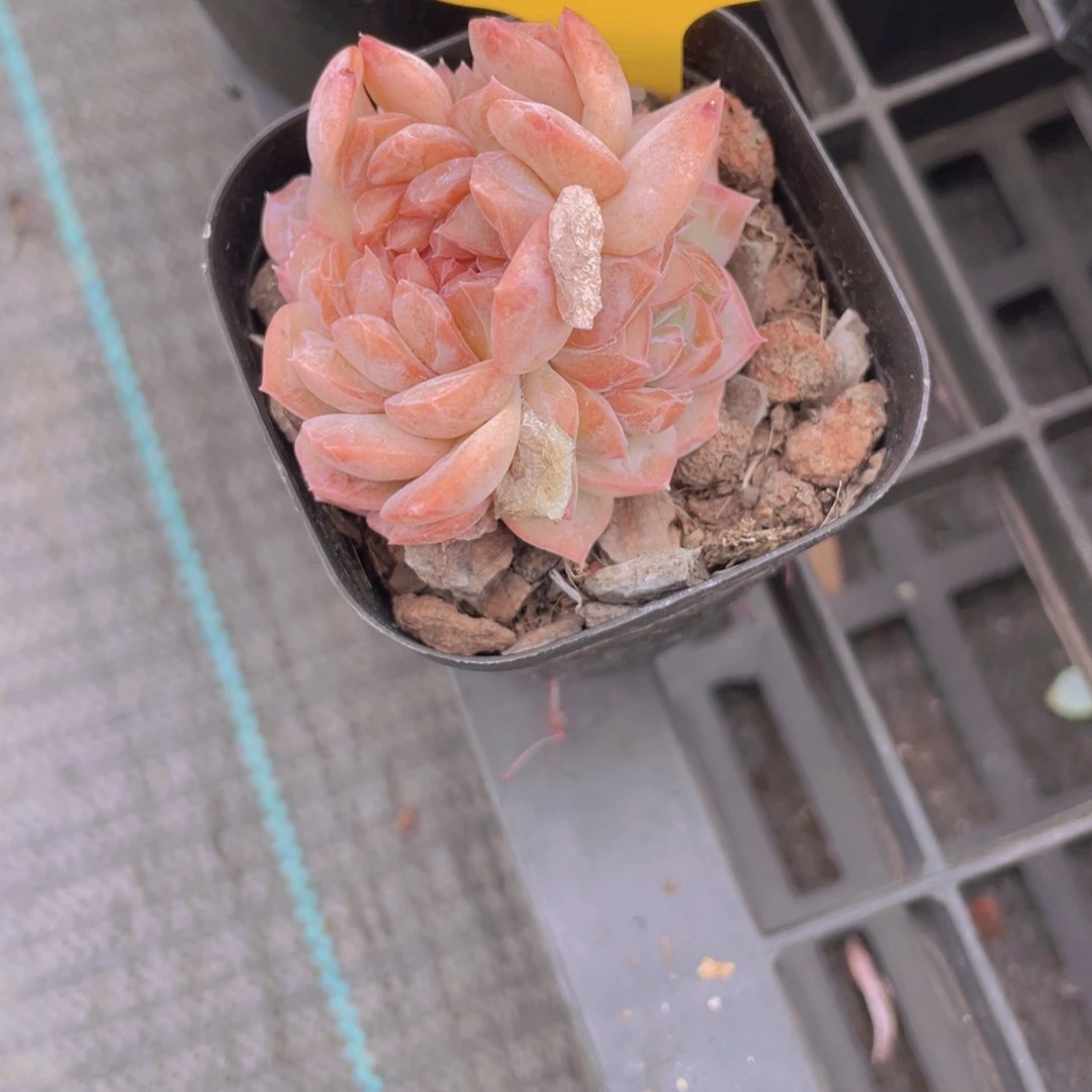 568号 龙头草莓啵啵缀化