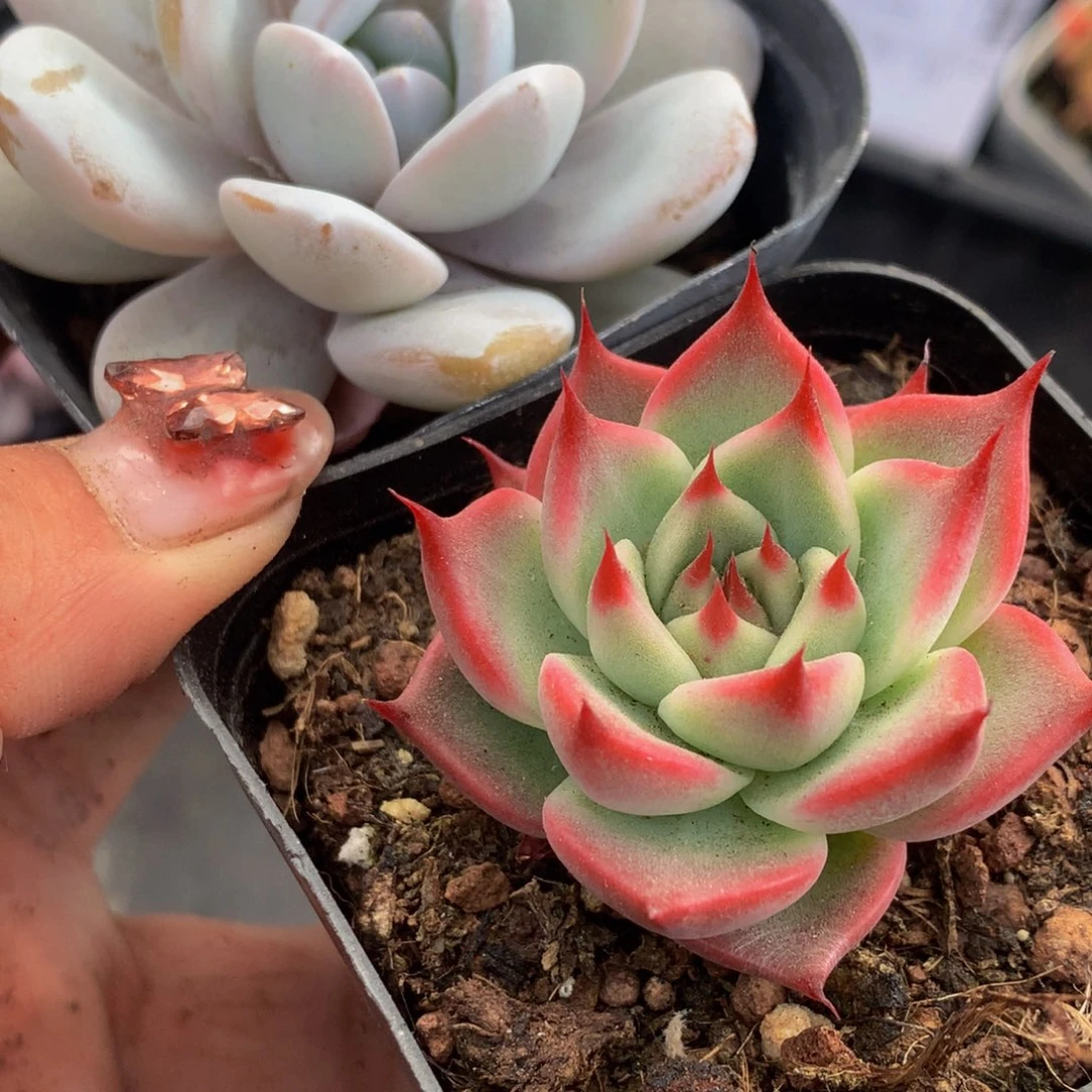 托斯卡  加雪莲 （不满9.99发叶子）