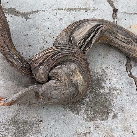 【闪购商品】柏木（崖柏）18