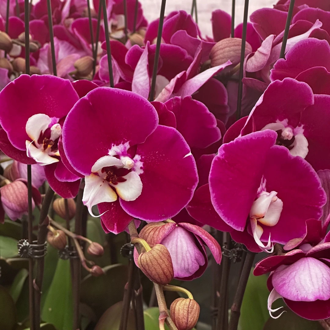 【米歇尔】蝴蝶兰佛山基地批发带花带苞