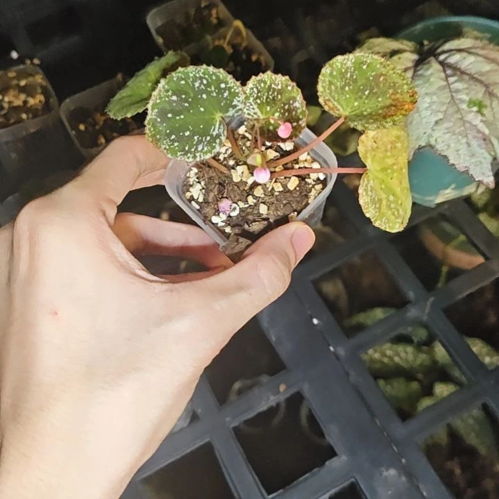 芝麻屑秋海棠一物一拍