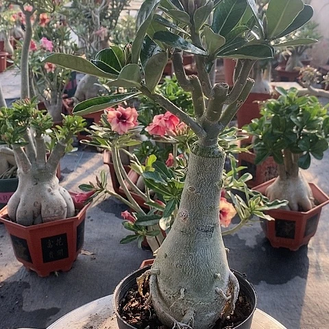 【闪购商品】当前无花朵，栽培后可花朵冷*柔绿植