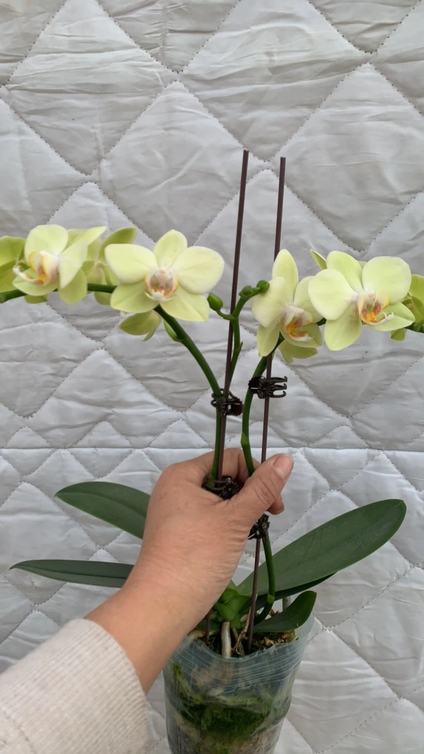 蝴蝶兰-绿水晶子3.0寸杯（无花无梗））