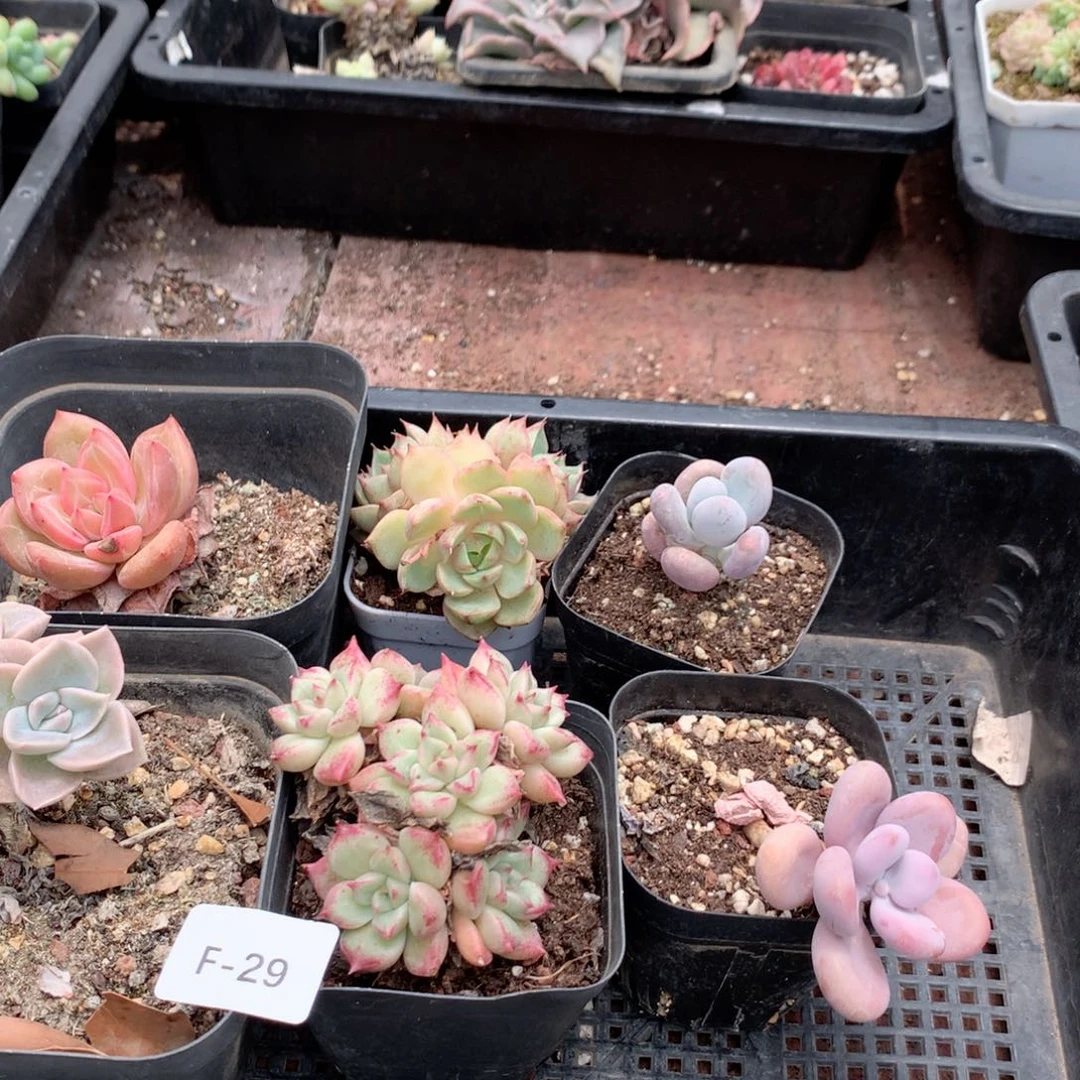 无花朵F29有人拍一英语英语