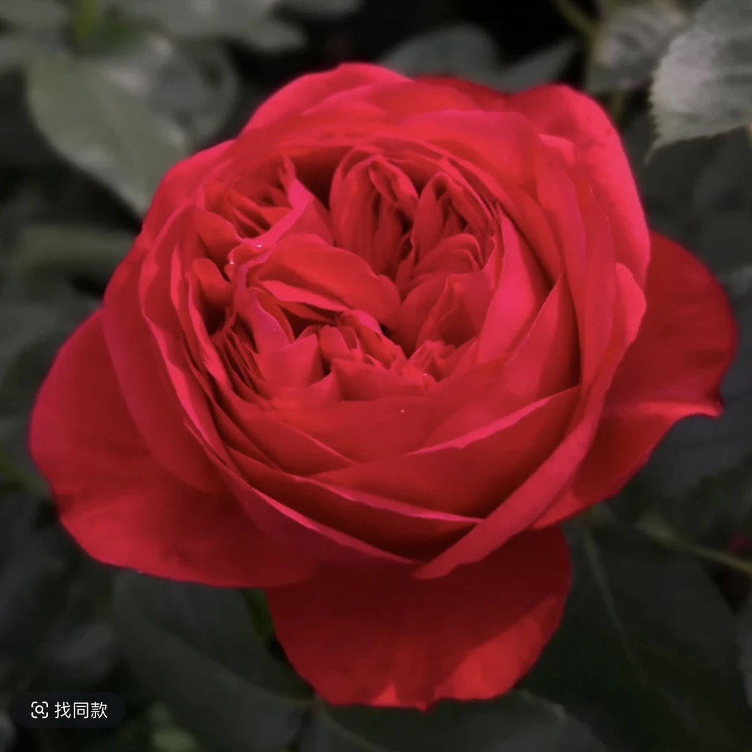 【红苹果】大苗名贵品种红苹果红色大花浓香花卉阳台玫瑰花盆栽