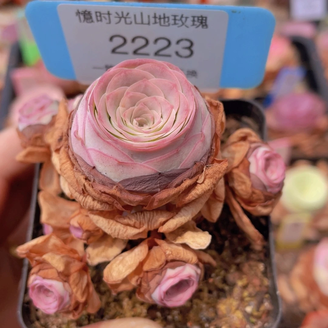 山地玫瑰7厘米盆2223小情书