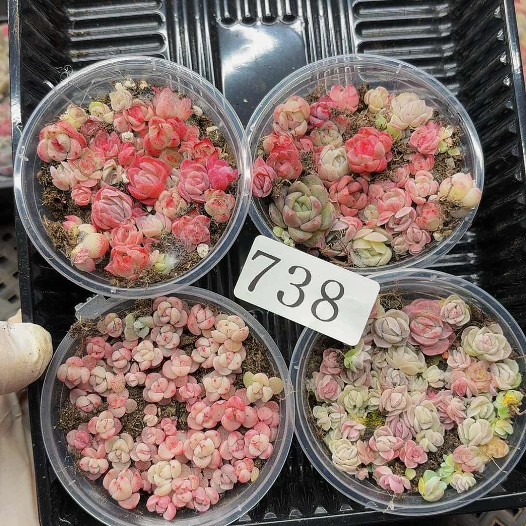 多肉植物多肉植物738