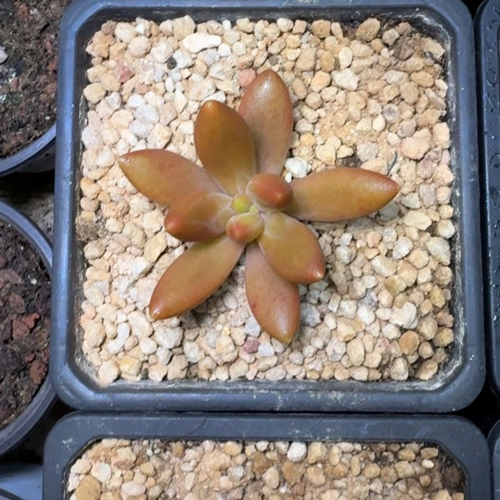 朵唯菲 薯条 单头 一物一拍