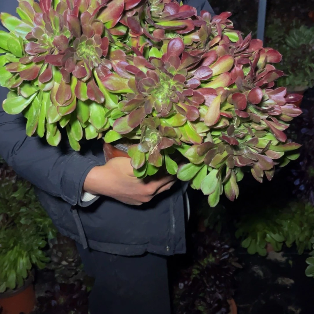 玫瑰缀多肉植物捧花