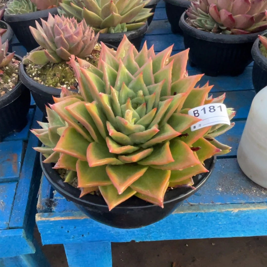 无花朵若如东云单拍B181