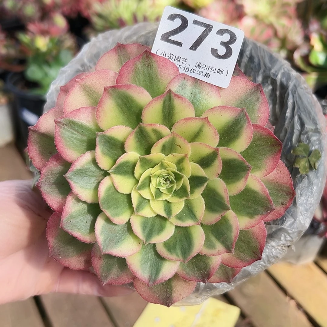 海王273多肉植物多肉植物