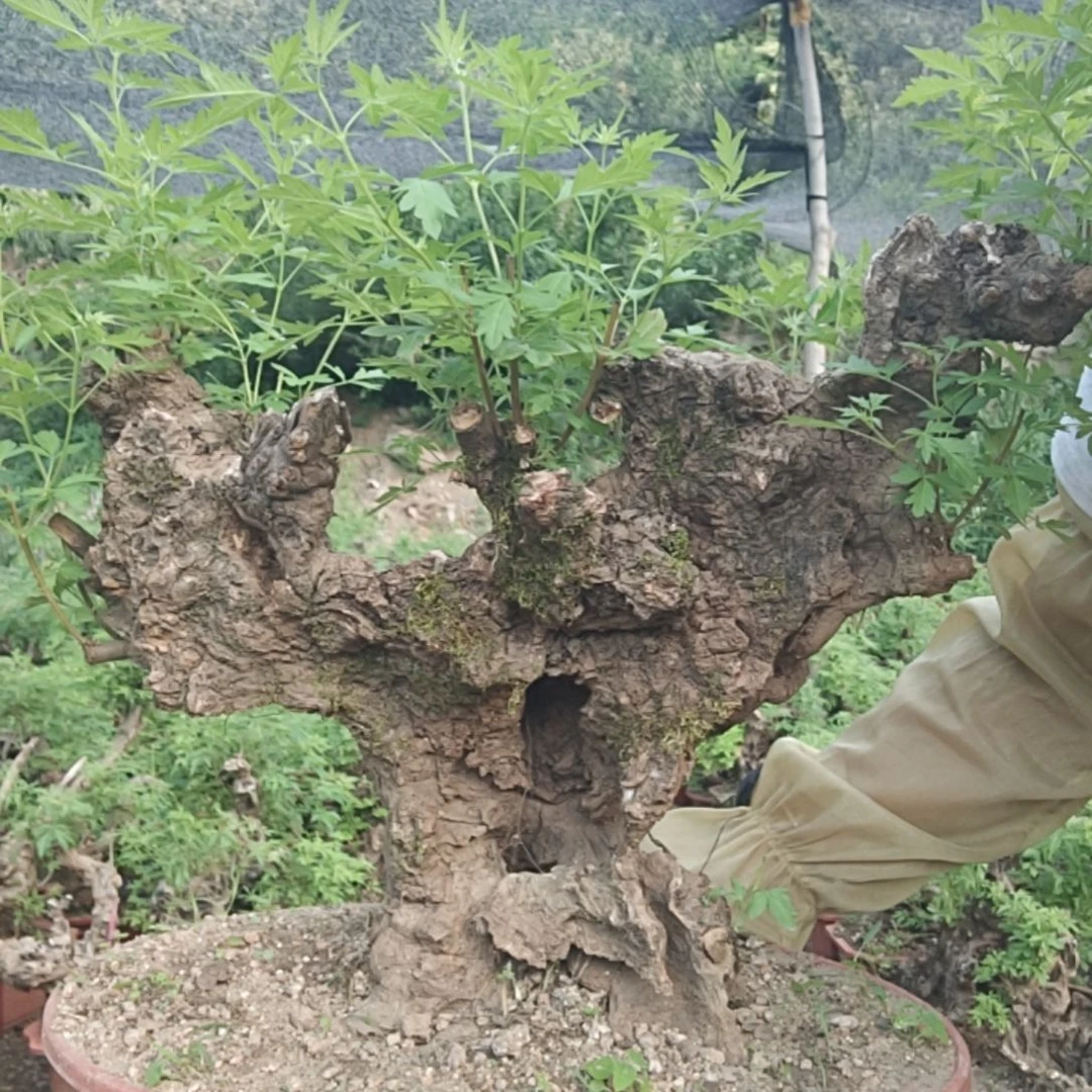 树***木当前无花栽培后可以开花