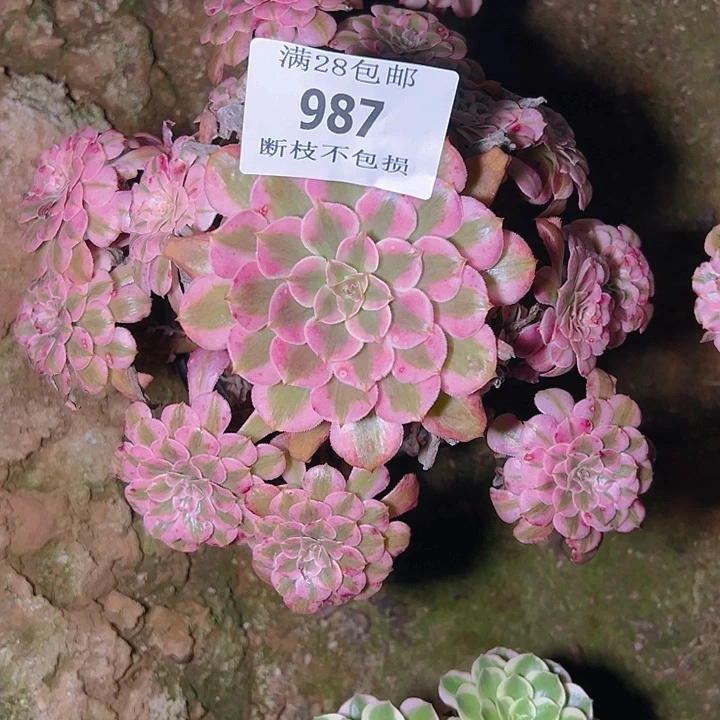 987红铜白多肉植物