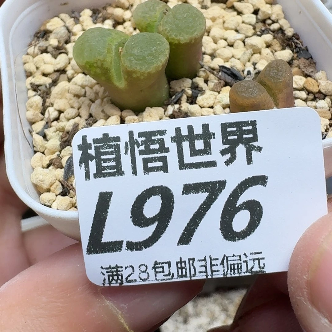 多肉植物的润泽ghn