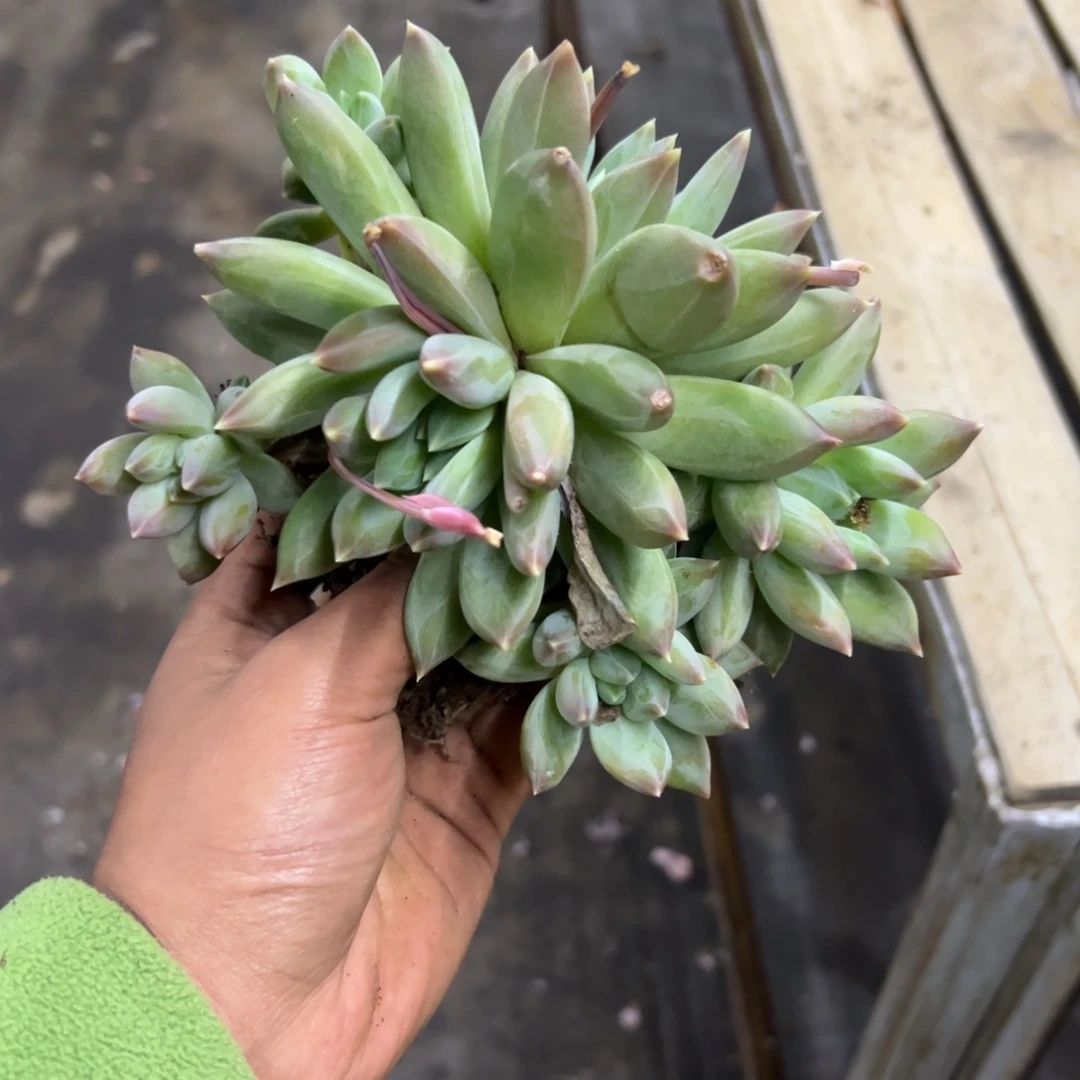 9****哥重楼28 零零多肉植物