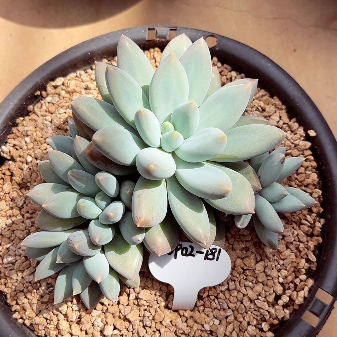 0902-181黄胖体哥特