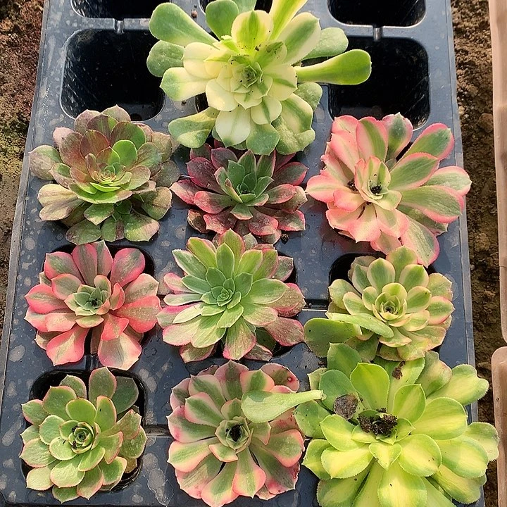 936十棵单头多肉植物