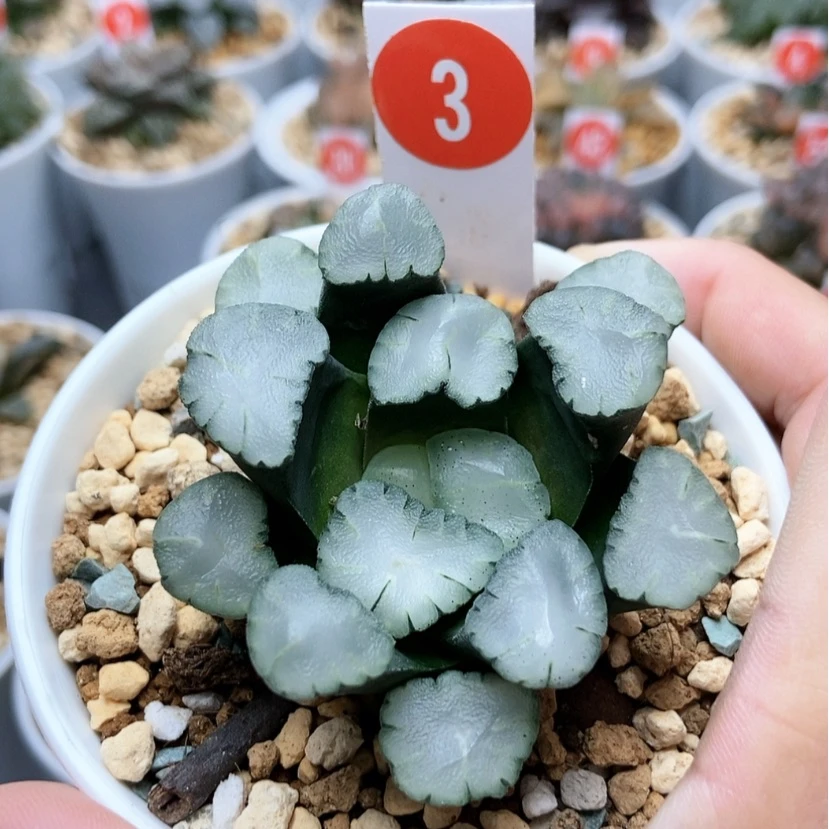 【闪购商品】3天照万象