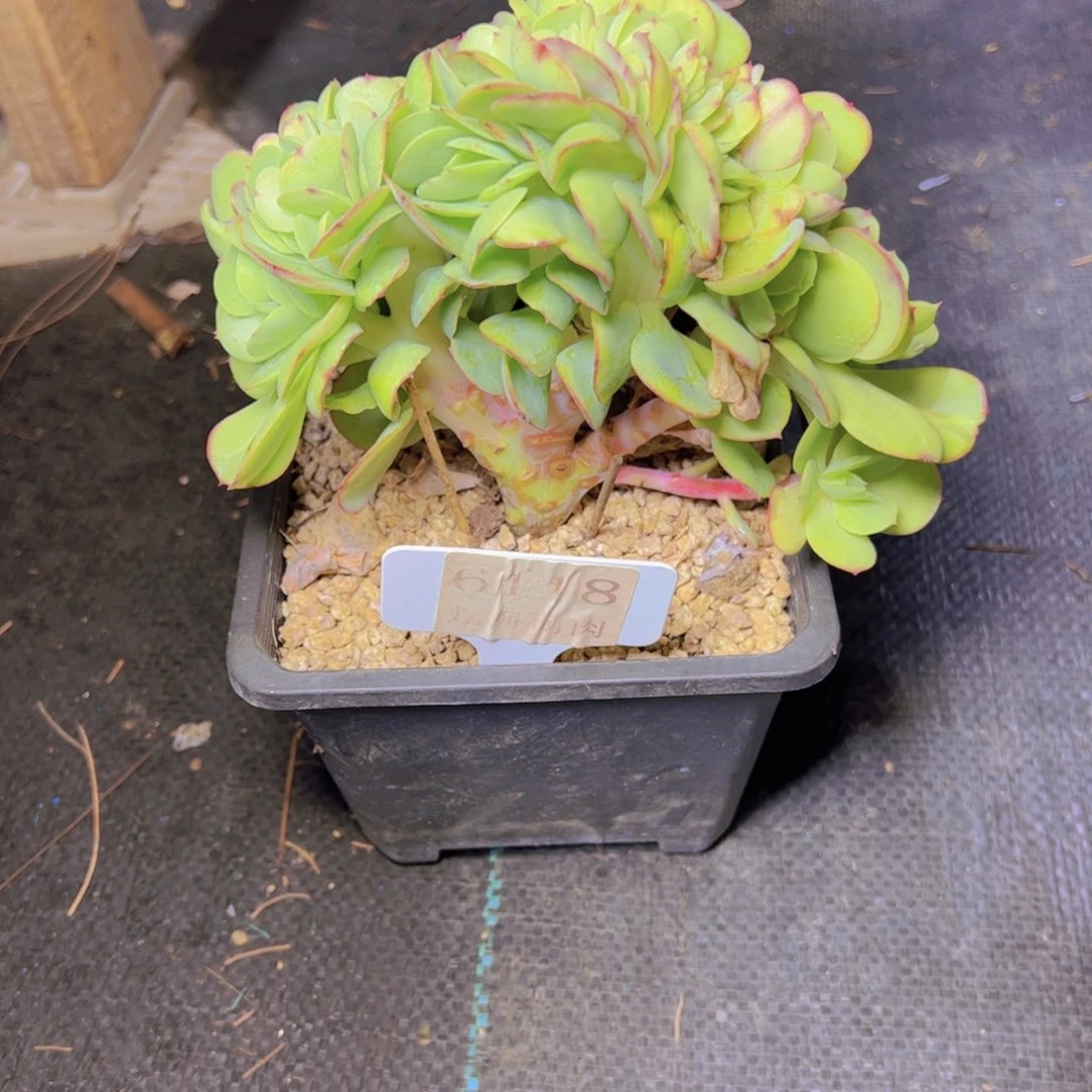 D****鸡蛋碧桃6118换货差价